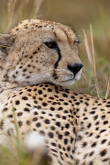 Cheetah rests in grass with its head turned to the side - Masai Mara National Reserve, Kenya, African wildlife safari photography © TheStorygrapher