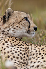 Cheetah lies in grass in profile with its head resting near its back - Masai Mara National Reserve, Kenya, African wildlife safari photography © TheStorygrapher