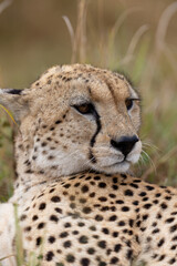 Cheetah lies in grass and looks to the side over its spotted shoulder - Masai Mara National Reserve, Kenya, African wildlife safari photography © TheStorygrapher