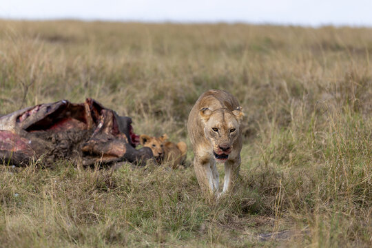 Lioness with a bloodied muzzle walks forward as a cub rests by a carcass behind - Masai Mara National Reserve, Kenya, African wildlife safari photography