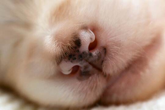 Macro close-up of a newborn puppy's nose and fuzzy fur. Emphasizes innocence, new life, softness, and adorable pet details. Extreme detail, bokeh background, warmth, comfort, purebred, baby animal