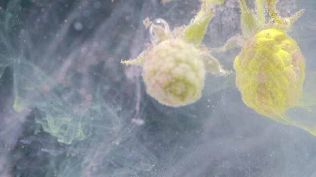 Close macro motion scene of two pale yellow green immature blackberry buds suspended in translucent liquid, with tiny bubbles clinging to textured drupelets and soft pastel tones, with blackberry