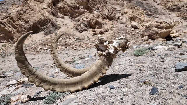 Altai Argali Horns Remains Discovered on the Gobi Desert Landscape of Xinjiang, China