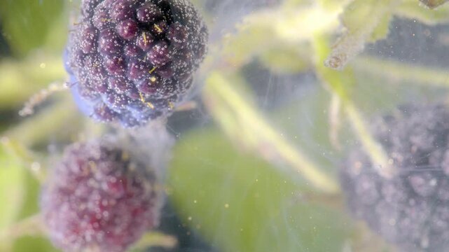 Detailed macro view of blackberries on thin stems, showing ripe dark drupelets, pale unripe fruit, moisture droplets, delicate surface texture, soft pastel backlight, and blurred garden foliage