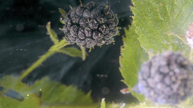 Close-up motion scene of single blackberry cluster hanging near serrated green leaf, with tightly packed drupelets covered in tiny reflective droplets, soft light, and gentle focus shifting