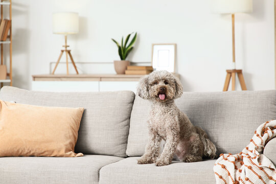 Cute poodle dog sitting on a comfortable gray sofa in a modern living room with home decor, the domestic animal has fluffy brown fur and its tongue is slightly out