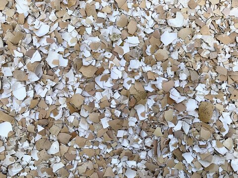 Top view of broken eggshells for composting and recycling