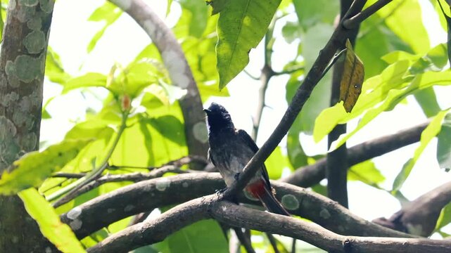 Red-vented bulbul bird perched on a tree branch looking up behind green leaves in a sunny garden