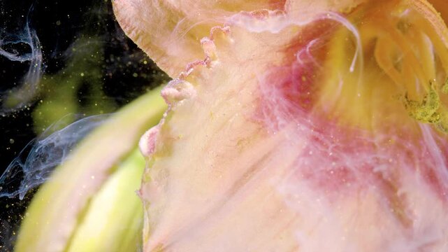Tight macro view of flower interior showing scalloped petal texture, translucent pink and peach veining, yellow pollen on central stigma, and suspended particles against dark background