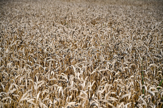 Wheat field in summer. Yellow ripening ears of wheat ready for harvest. Cereals.