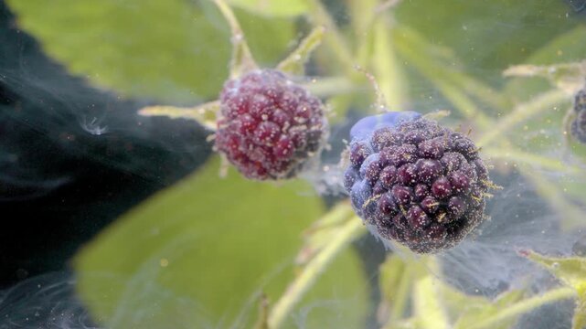 Macro motion sequence showing multiple blackberries at different ripening stages on thin stems, central fruit ripening to deep purple with glossy clustered drupelets while adjacent fruits remain red