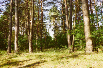 drzewa,las,lato  © Marcin Łazarczyk