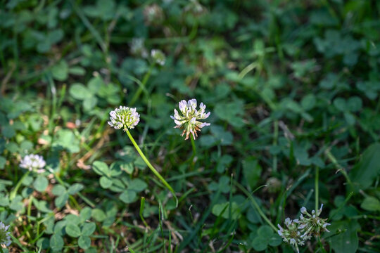 White clover plant growing in summer grass.