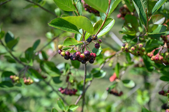 Young and nearly ripe aronia berries growing on the shrub. Aronia berries at different ripening stages.
