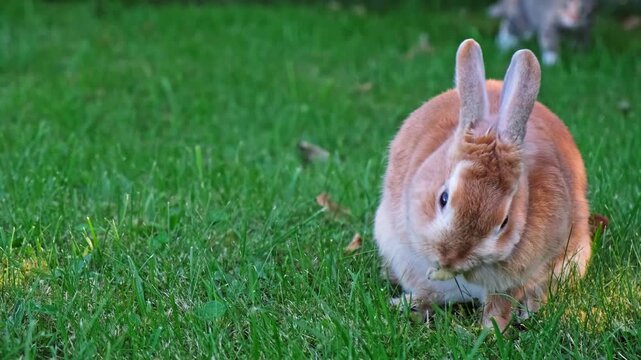 Decorative rabbit licks itself sitting on green grass lawn while a playful hunting cat attacks him. Domestic animals game. Pet playing outdoors in summer. Concept of herbivore and predator games. 4K.