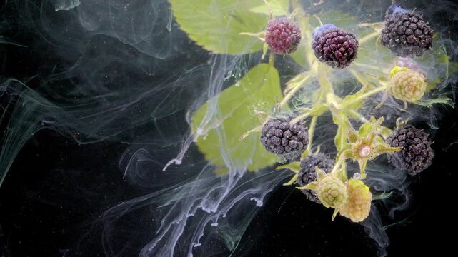 Macro view of blackberry cluster showing fruits from pale green to deep purple-black while translucent smoke or ink-like plumes weave around stems, leaves, and glossy drupelets, with blackberry