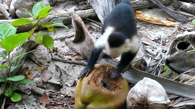 Curious White-faced Capuchin Monkey Licks Coconut Milk from Its Fingers on a Tropical Beach, Costa Rica