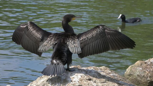 Cormorant (Phalacrocorax carbo) juvenile with immature brown plumage stretching its wings to dry its feathers. July, Kent, UK [Half speed]