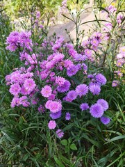 Fototapeta premium Bush of purple aster flowers blooming in full garden field.