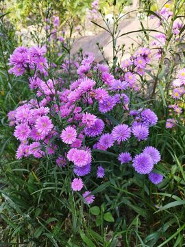 Bush of purple aster flowers blooming in full garden field.
