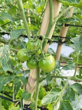 Unripe green tomatoes tied to bamboo stakes in farm field.