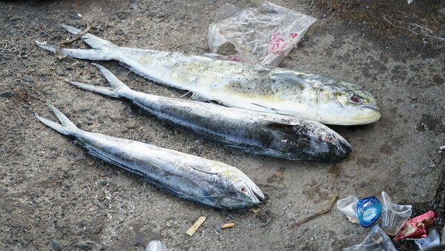 fish caught by fishermen mahi mahi fish