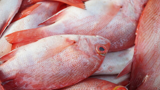 pile of fresh red fish