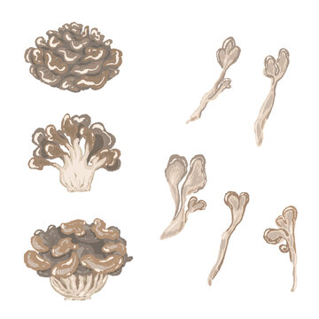 Maitake Mushroom Variation Set