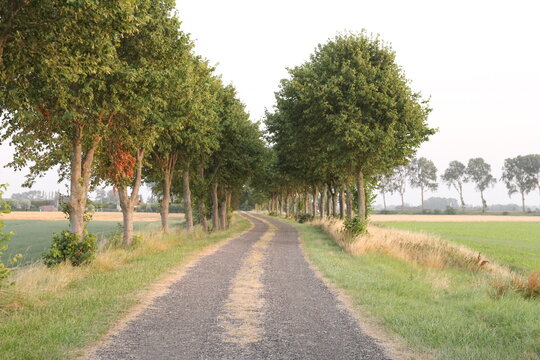 a beautiful countryroad with a lane of little green trees in the countryside in zeeland in summer