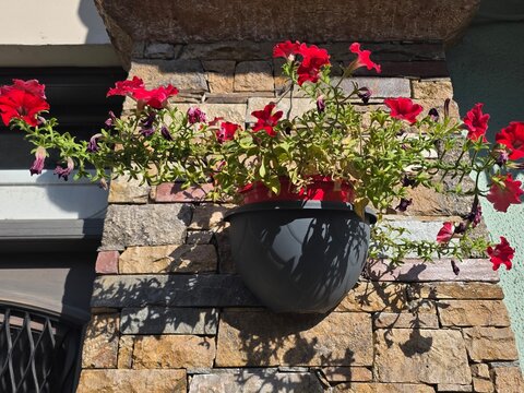 flowers in a pot