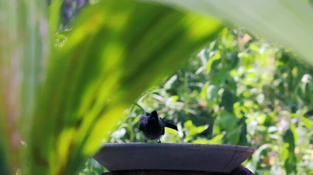 Small dark bird splashing and bathing in a stone birdbath in a sunny garden close-up
