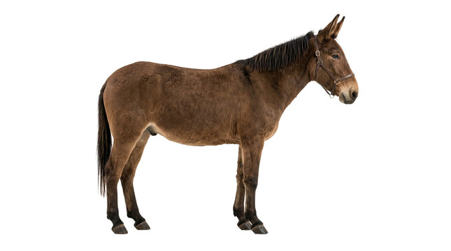 Brown mule stands in profile against a clean white background while wearing a simple leather halter.