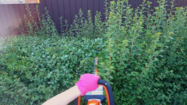 A person in pink gloves uses an electric trimmer to shape a lush spirea bush in a private garden setting
