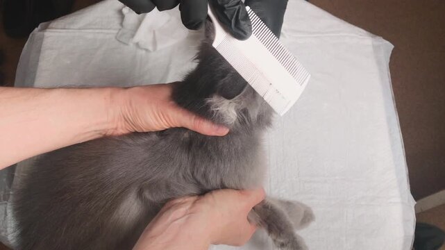 A person carefully combs a grey cat's fur, checking for and removing fleas with a specialized comb while wearing protective gloves