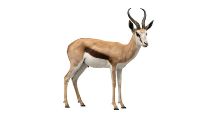 Fototapeta premium Wild gazelle antelope stands in profile against a neutral grey studio background.