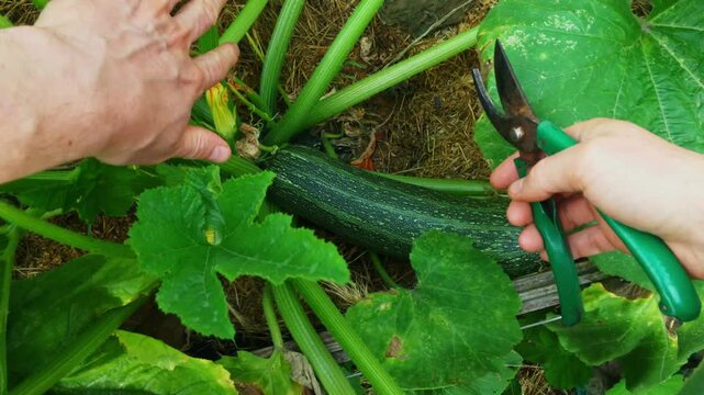 A gardener uses pruning shears to carefully cut a mature zucchini from its plant in a raised garden bed, surrounded by lush green leaves and straw mulch