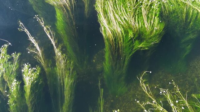 Green aquatic plants with flowers waving in Minho river current