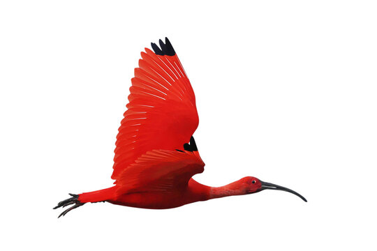 The beautiful Scarlet Ibis is flying isolated on transparent background.