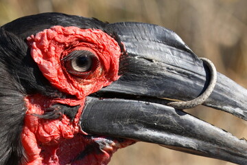 Kaffernhornrabe frisst Schlange / Southern ground hornbill killing a snake / Bucorvus leadbeateri © Ludwig