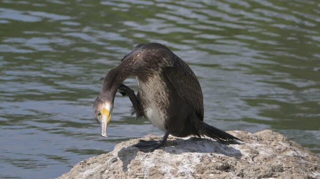 Cormorant (Phalacrocorax carbo) juvenile with immature brown plumage and white front, having a good scratch. July, Kent, UK [Half speed]