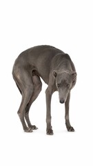 Fototapeta premium sad dog