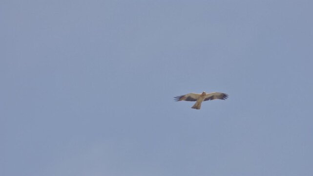 Booted Eagle is seen soaring under bright daylight, creating a striking wildlife scene.