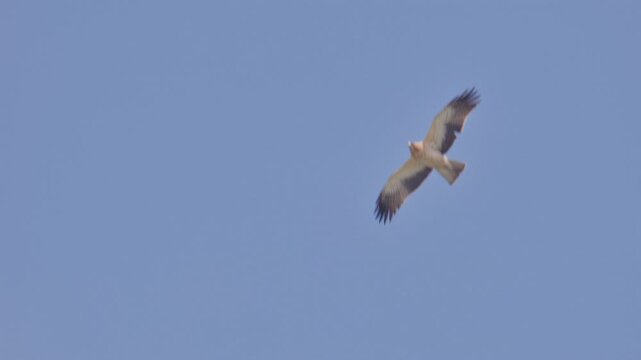 Booted Eagle flying silently through the open sky.