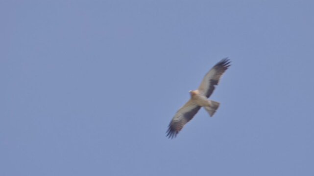 Booted Eagle gliding effortlessly through the air.