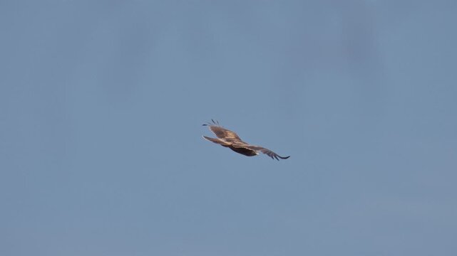 Black kite gliding silently through the open sky, exhibiting the effortless flight and keen hunting skills.