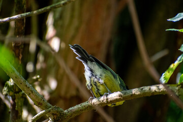 Great Tit Perched on a Tree Branch at Attenborough Nature Reserve, Nottingham, UK © Frank Goma