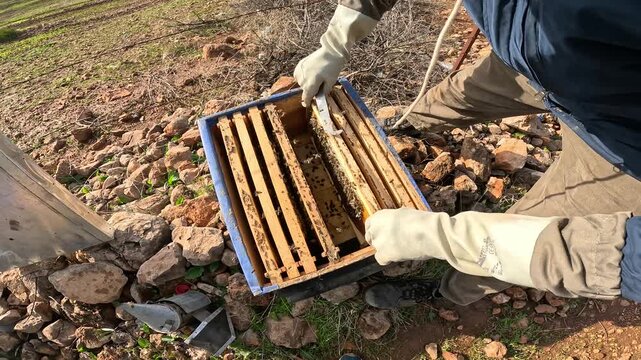 Beekeeper inspecting a honeycomb frame covered with active bees inside a hive. Close-up view of honey production in rural landscape under blue sky symbolizing pollination and sustainable agriculture.