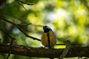 Great Tit Perched on a Tree Branch at Attenborough Nature Reserve, Nottingham, UK © Frank Goma