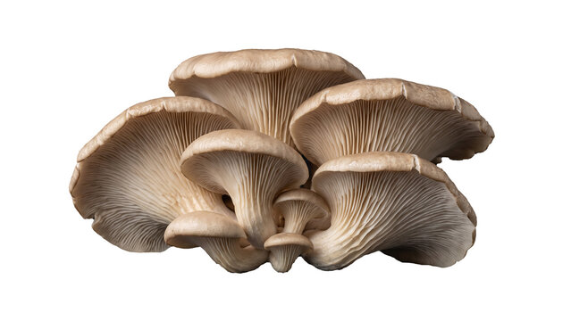 Three beige oyster mushrooms with delicate gills, isolated on transparent background