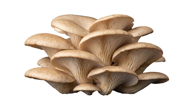 Three beige oyster mushrooms with delicate gills, isolated on transparent background